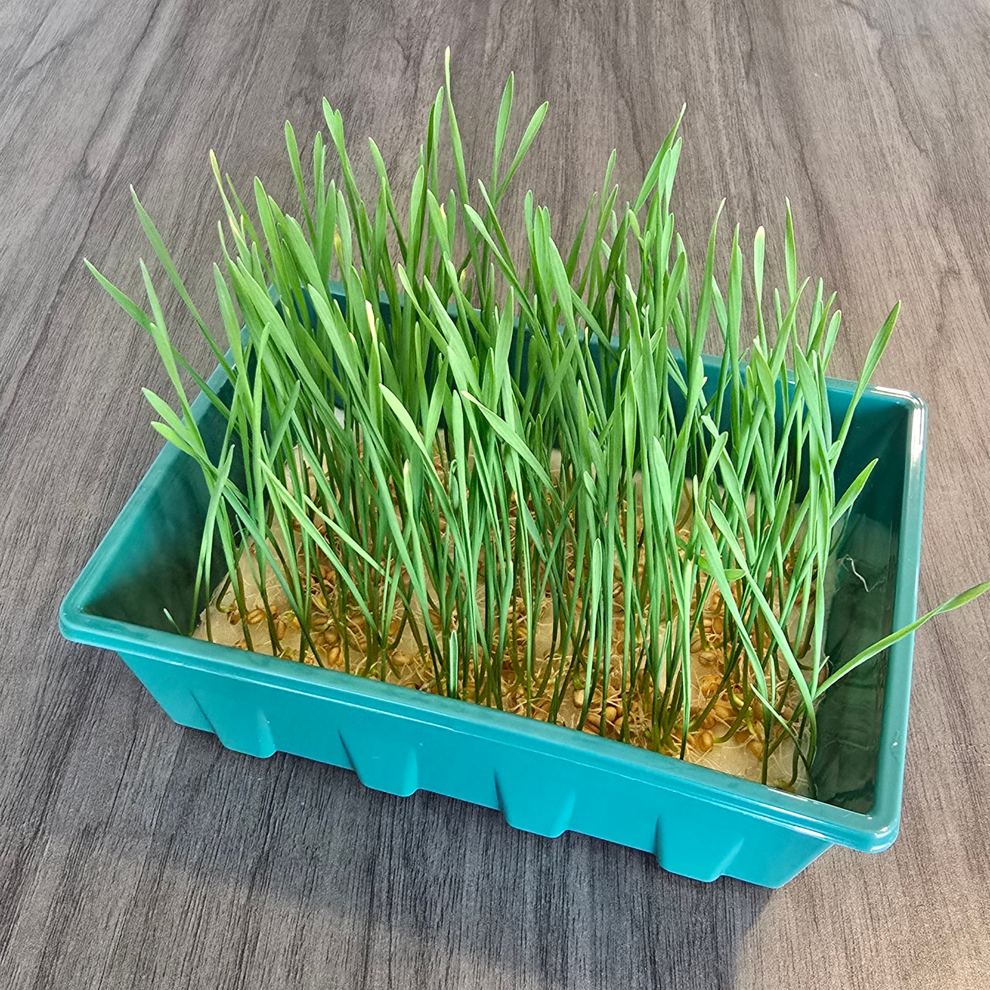 Wheatgrass