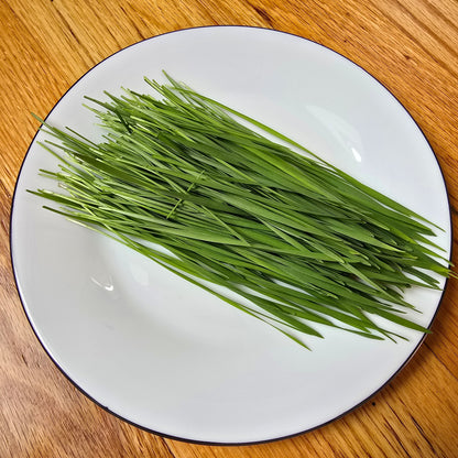 Wheatgrass