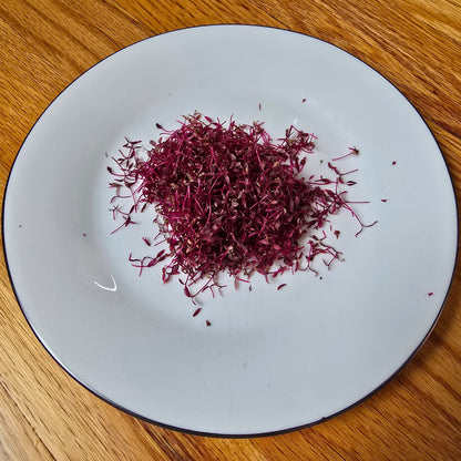 Amaranth (Garnet Red)