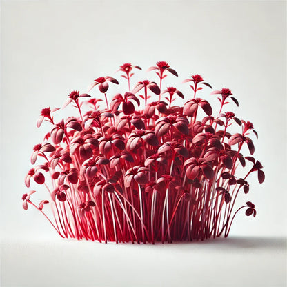 Amaranth (Garnet Red)