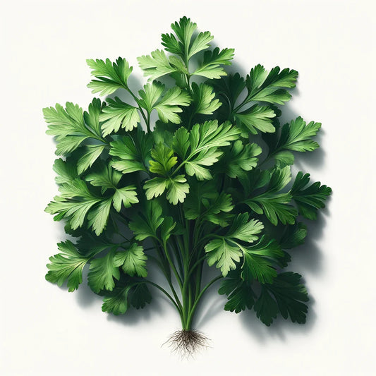 Parsley (Giant of Italy) (4x)